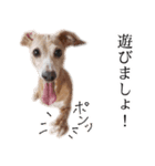 りん様ほとけ様お犬様（個別スタンプ：5）