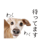 りん様ほとけ様お犬様（個別スタンプ：6）