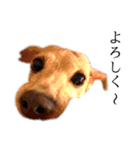 りん様ほとけ様お犬様（個別スタンプ：7）