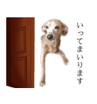 りん様ほとけ様お犬様（個別スタンプ：8）