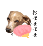 りん様ほとけ様お犬様（個別スタンプ：9）