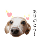 りん様ほとけ様お犬様（個別スタンプ：10）