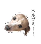 りん様ほとけ様お犬様（個別スタンプ：11）