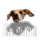 りん様ほとけ様お犬様（個別スタンプ：13）