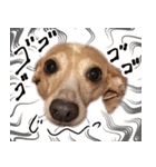 りん様ほとけ様お犬様（個別スタンプ：14）