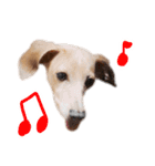 りん様ほとけ様お犬様（個別スタンプ：15）