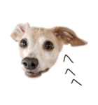 りん様ほとけ様お犬様（個別スタンプ：16）