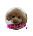 日常version Koo＆Moka（個別スタンプ：9）