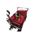 アロンジェ2（個別スタンプ：1）