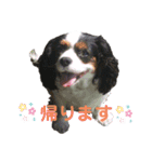 アロンジェ2（個別スタンプ：13）