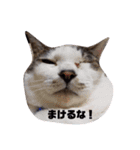 パグ＆ねこず  お家で過ごそう…（個別スタンプ：1）