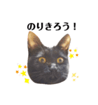 パグ＆ねこず  お家で過ごそう…（個別スタンプ：5）