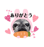 パグ＆ねこず  お家で過ごそう…（個別スタンプ：6）