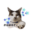 パグ＆ねこず  お家で過ごそう…（個別スタンプ：7）
