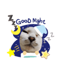 パグ＆ねこず  お家で過ごそう…（個別スタンプ：12）