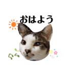 パグ＆ねこず  お家で過ごそう…（個別スタンプ：15）