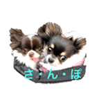 チワワand猫（個別スタンプ：1）