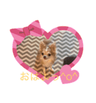 チワワand猫（個別スタンプ：3）