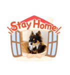 チワワand猫（個別スタンプ：4）