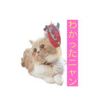 チワワand猫（個別スタンプ：5）