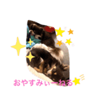 チワワand猫（個別スタンプ：6）
