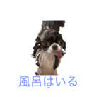 チワワand猫（個別スタンプ：9）