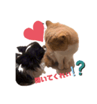 チワワand猫（個別スタンプ：10）