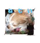 チワワand猫（個別スタンプ：11）
