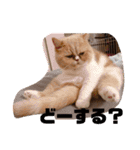 チワワand猫（個別スタンプ：12）