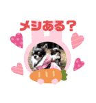 チワワand猫（個別スタンプ：18）