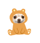 チワワand猫（個別スタンプ：20）