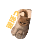 チワワand猫（個別スタンプ：21）