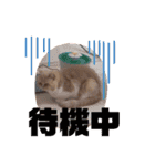 チワワand猫（個別スタンプ：22）