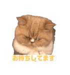 チワワand猫（個別スタンプ：23）