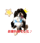 チワワand猫（個別スタンプ：24）