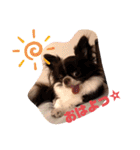 チワワand猫（個別スタンプ：26）