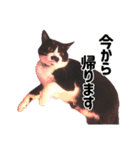 チョビ 最強スタンプ（個別スタンプ：11）