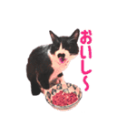 チョビ 最強スタンプ（個別スタンプ：18）