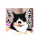 チョビ 最強スタンプ（個別スタンプ：19）