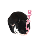 チョビ 最強スタンプ（個別スタンプ：27）