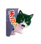 チョビ 最強スタンプ（個別スタンプ：30）
