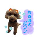 トイプードルめろんのスタンプ1（個別スタンプ：5）
