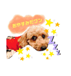 トイプードルめろんのスタンプ1（個別スタンプ：10）