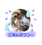 トイプードルめろんのスタンプ1（個別スタンプ：11）