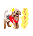 トイプードルめろんのスタンプ1（個別スタンプ：13）