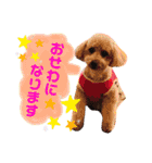 トイプードルめろんのスタンプ1（個別スタンプ：14）