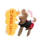 トイプードルめろんのスタンプ1（個別スタンプ：15）