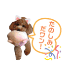 トイプードルめろんのスタンプ1（個別スタンプ：16）