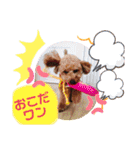 トイプードルめろんのスタンプ1（個別スタンプ：17）
