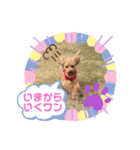 トイプードルめろんのスタンプ1（個別スタンプ：23）